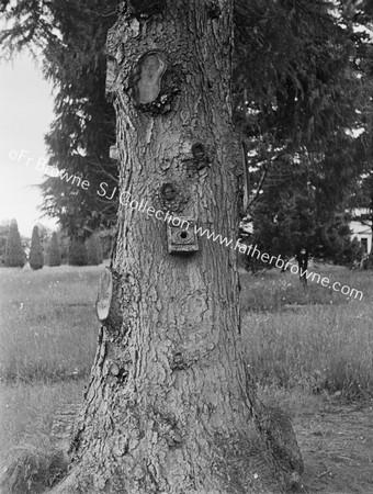 LAKE SIDE OAK TREE WITH NESTING BOX